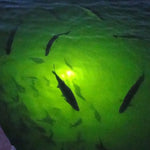 70W 130W DC 12V Green White Squid IP68 High Power Fish Attractant Stick Bait Lure Night Submersible Underwater LED Fishing Light